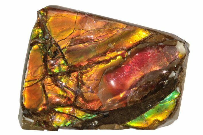 Iridescent Ammolite (Fossil Ammonite Shell) - Alberta #243033
